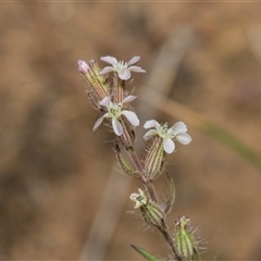 Silene gallica var. gallica (French Catchfly) at Hawker, ACT - 9 Nov 2025 by AlisonMilton