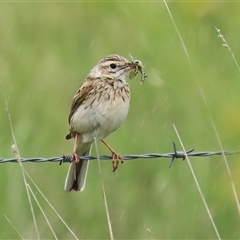 Anthus australis at Wallaroo, NSW - 9 Nov 2025 by RodDeb