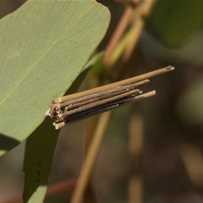 Psychanisa (genus) (A case moth) at Bruce, ACT - 10 Nov 2025 by AlisonMilton