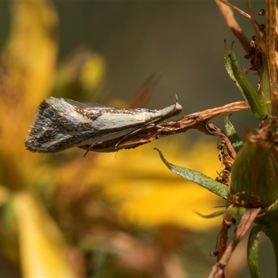 Thema macroscia (A Concealer moth (Chezala group) at Bruce, ACT - 10 Nov 2025 by AlisonMilton