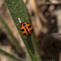 Coccinella transversalis (Transverse Ladybird) at Bruce, ACT - 10 Nov 2025 by AlisonMilton