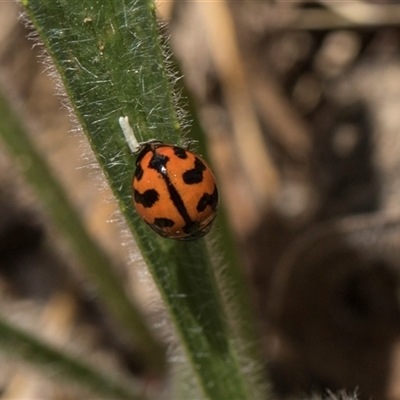 Coccinella transversalis (Transverse Ladybird) at Bruce, ACT - 10 Nov 2025 by AlisonMilton