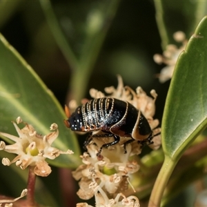 Ellipsidion australe (Austral Ellipsidion cockroach) at Higgins, ACT - 10 Nov 2025 by AlisonMilton