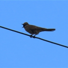 Cincloramphus mathewsi at Holt, ACT - 9 Nov 2025 by RodDeb