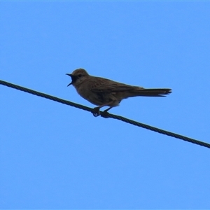 Cincloramphus mathewsi at Holt, ACT - 9 Nov 2025 by RodDeb