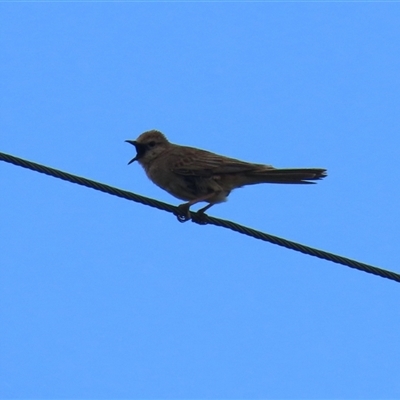 Cincloramphus mathewsi at Holt, ACT - 9 Nov 2025 by RodDeb
