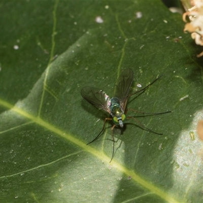 Dolichopodidae (family) (Unidentified Long-legged fly) at Higgins, ACT - 10 Nov 2025 by AlisonMilton
