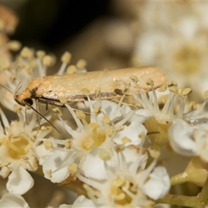 Philobota latifissella at Higgins, ACT - 10 Nov 2025 by AlisonMilton
