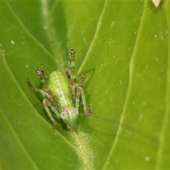 Caedicia simplex (Common Garden Katydid) at Higgins, ACT - 10 Nov 2025 by AlisonMilton