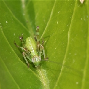 Caedicia simplex (Common Garden Katydid) at Higgins, ACT - 10 Nov 2025 by AlisonMilton
