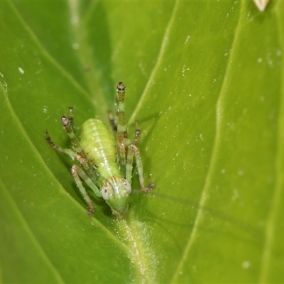 Caedicia simplex (Common Garden Katydid) at Higgins, ACT - 10 Nov 2025 by AlisonMilton