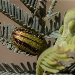 Calomela vittata (Acacia leaf beetle) at Bruce, ACT - 10 Nov 2025 by AlisonMilton