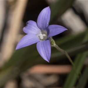 Wahlenbergia stricta subsp. stricta (Tall Bluebell) at Bruce, ACT - 10 Nov 2025 by AlisonMilton