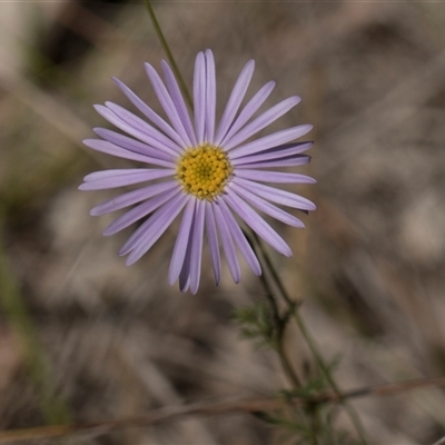 Brachyscome rigidula (Hairy Cut-leaf Daisy) at Bruce, ACT - 10 Nov 2025 by AlisonMilton