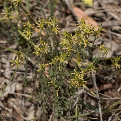 Pimelea curviflora var. sericea (Curved Riceflower) at Bruce, ACT - 10 Nov 2025 by AlisonMilton