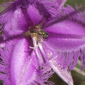 Lasioglossum (Homalictus) urbanum (Furrow Bee) at Bruce, ACT - 10 Nov 2025 by AlisonMilton