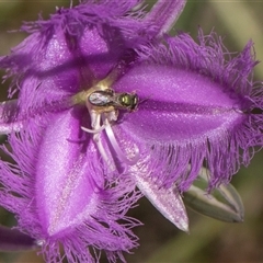 Thysanotus tuberosus subsp. tuberosus (Common Fringe-lily) at Bruce, ACT - 10 Nov 2025 by AlisonMilton