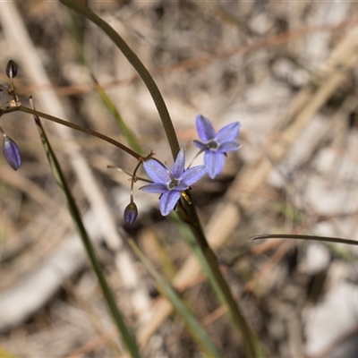 Dianella revoluta (Black-Anther Flax Lily) at Bruce, ACT - 10 Nov 2025 by AlisonMilton