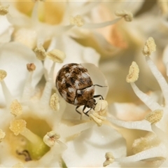 Anthrenus verbasci (Varied or Variegated Carpet Beetle) at Higgins, ACT - 10 Nov 2025 by AlisonMilton