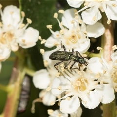 Eleale aspera (Clerid beetle) at Higgins, ACT - 10 Nov 2025 by AlisonMilton