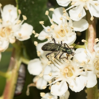 Eleale aspera (Clerid beetle) at Higgins, ACT - 10 Nov 2025 by AlisonMilton