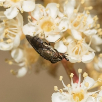 Stomorhina subapicalis (A snout fly) at Higgins, ACT - 10 Nov 2025 by AlisonMilton