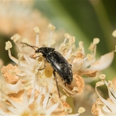 Unverified Beetle (Coleoptera) at Higgins, ACT - 10 Nov 2025 by AlisonMilton