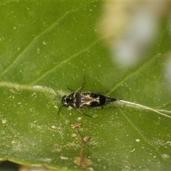 Mordella sp. (genus) (Pintail or tumbling flower beetle) at Higgins, ACT - 10 Nov 2025 by AlisonMilton