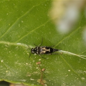 Mordella sp. (genus) (Pintail or tumbling flower beetle) at Higgins, ACT - 10 Nov 2025 by AlisonMilton