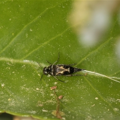 Mordella sp. (genus) (Pintail or tumbling flower beetle) at Higgins, ACT - 10 Nov 2025 by AlisonMilton
