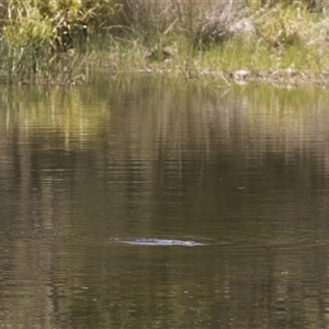 Ornithorhynchus anatinus (Platypus) at Kambah, ACT - 10 Nov 2025 by PeteRav