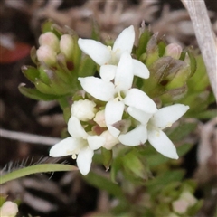 Asperula scoparia (Prickly Woodruff) at Snowy Plain, NSW - 8 Nov 2025 by ConBoekel