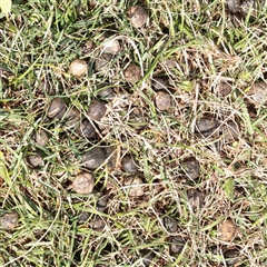 Oryctolagus cuniculus at Snowy Plain, NSW - 8 Nov 2025 by ConBoekel