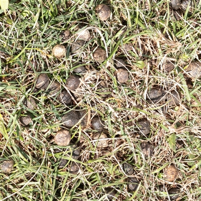 Oryctolagus cuniculus at Snowy Plain, NSW - 8 Nov 2025 by ConBoekel