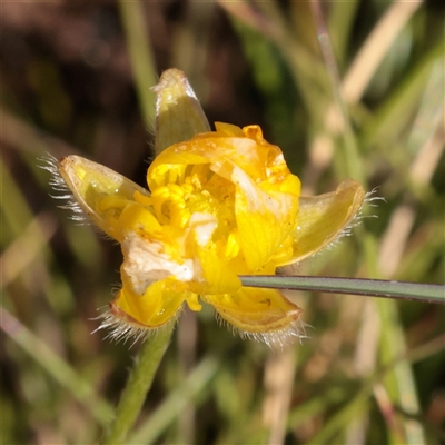 Ranunculus lappaceus (Australian Buttercup) at Snowy Plain, NSW - 8 Nov 2025 by ConBoekel
