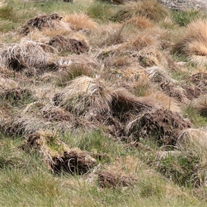 Sus scrofa at Snowy Plain, NSW - suppressed