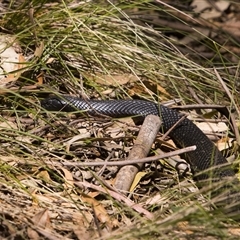 Pseudechis porphyriacus (Red-bellied Black Snake) at Kambah, ACT - 10 Nov 2025 by PeteRav