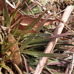 Stylidium armeria subsp. armeria (thrift trigger plant) at Snowy Plain, NSW - 8 Nov 2025 by ConBoekel