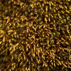 Unverified Moss, Liverwort or Hornwort at Snowy Plain, NSW - 8 Nov 2025 by ConBoekel