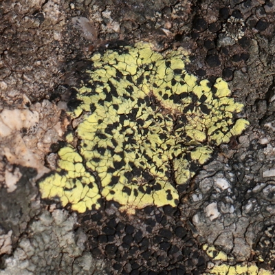 Unverified Lichen at Snowy Plain, NSW - 8 Nov 2025 by ConBoekel