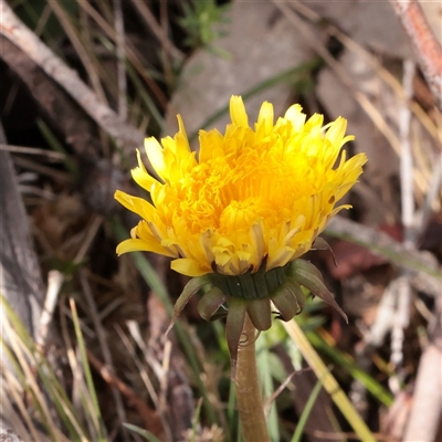Taraxacum sect. Taraxacum (Dandelion) at Snowy Plain, NSW - 8 Nov 2025 by ConBoekel