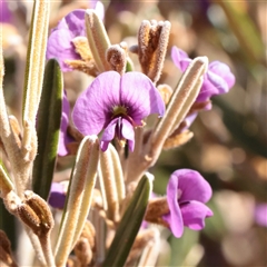 Hovea asperifolia subsp. asperifolia (Rosemary Hovea) at Snowy Plain, NSW - 8 Nov 2025 by ConBoekel