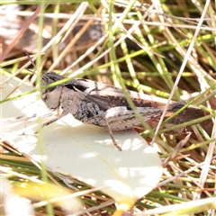 Austroicetes sp. (genus) (A grasshopper) at Snowy Plain, NSW - 8 Nov 2025 by ConBoekel