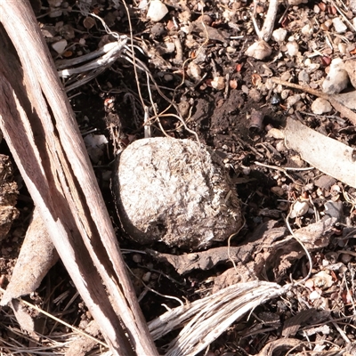 Vombatus ursinus at Snowy Plain, NSW - 8 Nov 2025 by ConBoekel