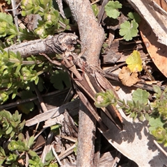 Cryptobothrus chrysophorus (Golden Bandwing) at Snowy Plain, NSW - 8 Nov 2025 by ConBoekel