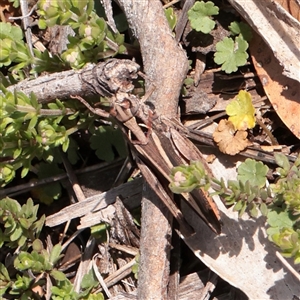 Cryptobothrus chrysophorus (Golden Bandwing) at Snowy Plain, NSW - 8 Nov 2025 by ConBoekel