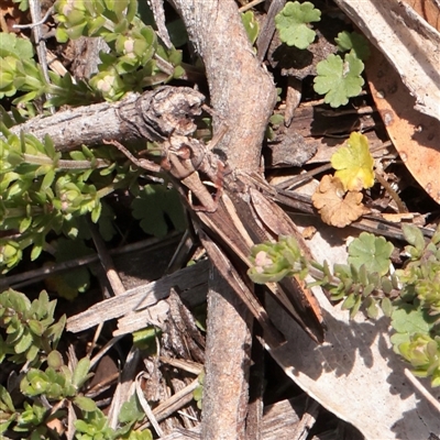 Cryptobothrus chrysophorus (Golden Bandwing) at Snowy Plain, NSW - 8 Nov 2025 by ConBoekel