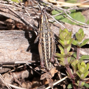 Monistria concinna (Southern Pyrgomorph) at Snowy Plain, NSW - 8 Nov 2025 by ConBoekel