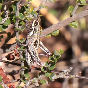 Monistria concinna (Southern Pyrgomorph) at Snowy Plain, NSW - 8 Nov 2025 by ConBoekel