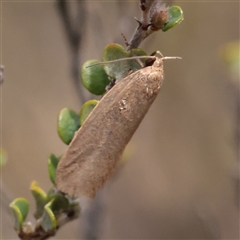 Unverified Moth (Lepidoptera) at Snowy Plain, NSW - 8 Nov 2025 by ConBoekel